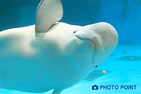 マリンシアター 海のカナリア ベルーガパフォーマンス