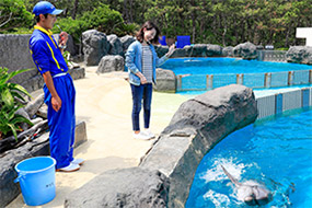 イルカの海コミュニケーションタイム