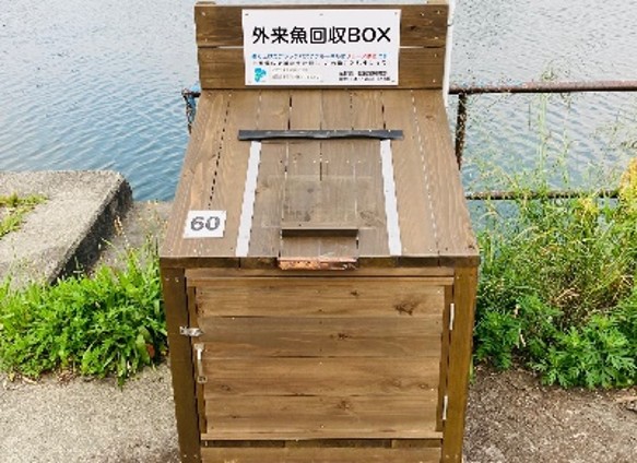 外来魚回収ボックスの設置
