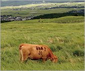 「阿蘇千年の草原WAON」寄付活用事例