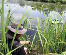 篠山城跡堀の生態系の保全再生を支援しています