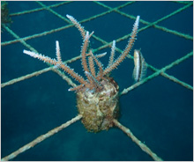 有性生殖サンゴ面的増殖技術支援事業に活用いたしました。