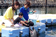 日本ドルフィンセンター