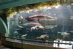 虹の森公園 おさかな館