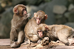 大分市高崎山自然動物園