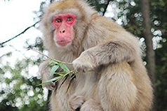 那須ワールドモンキーパーク