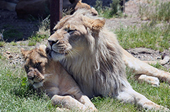 野生の王国 東北サファリパーク