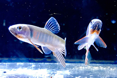 かすみがうら市水族館