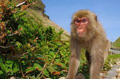 波勝崎モンキーベイ