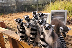 公益財団法人日本モンキーセンター