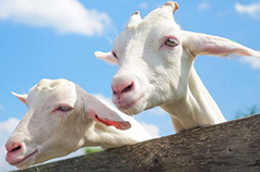 富士ミルクランド